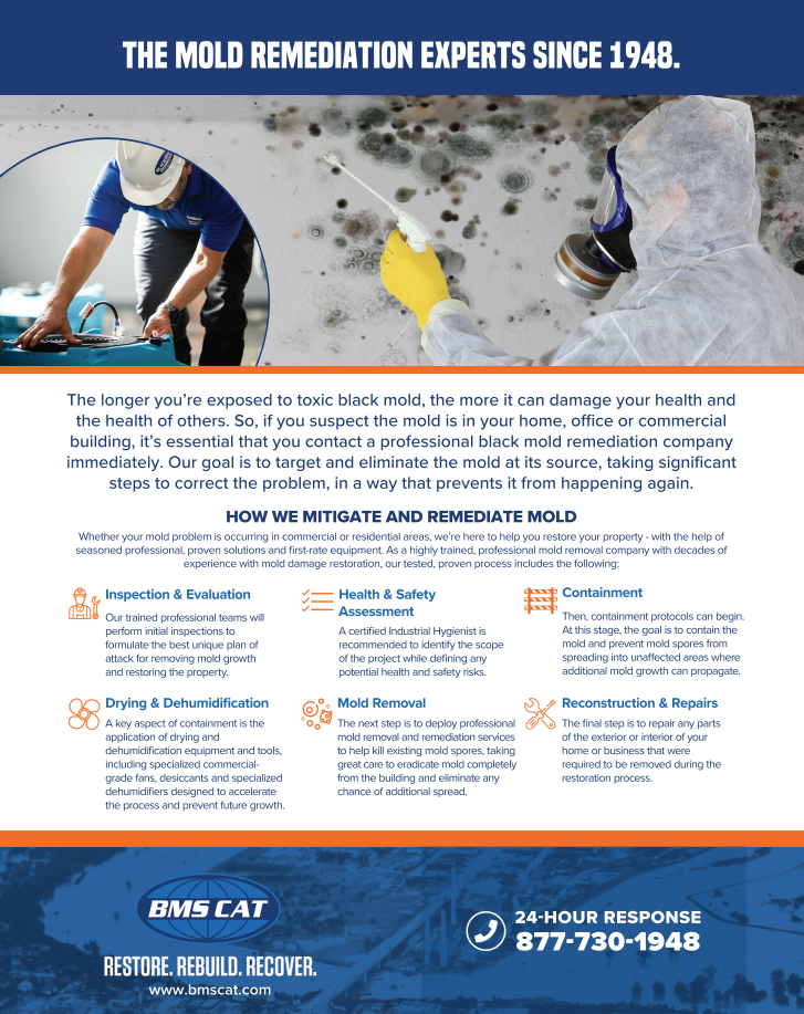 Mold Remediation & Removal