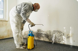 Mold Remediation and Removal