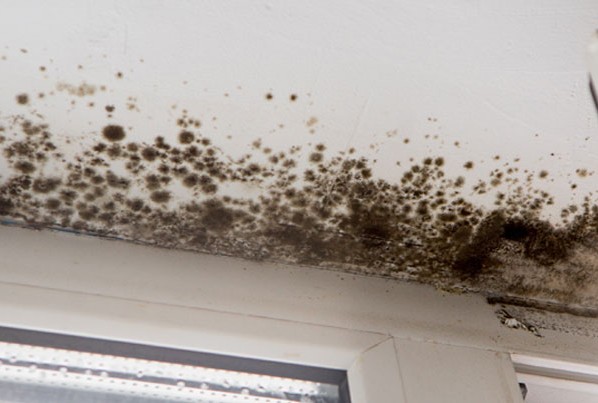 Mold removal services in Charlotte