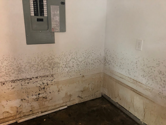 Premium mold removal in Boston